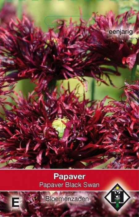 Papaver