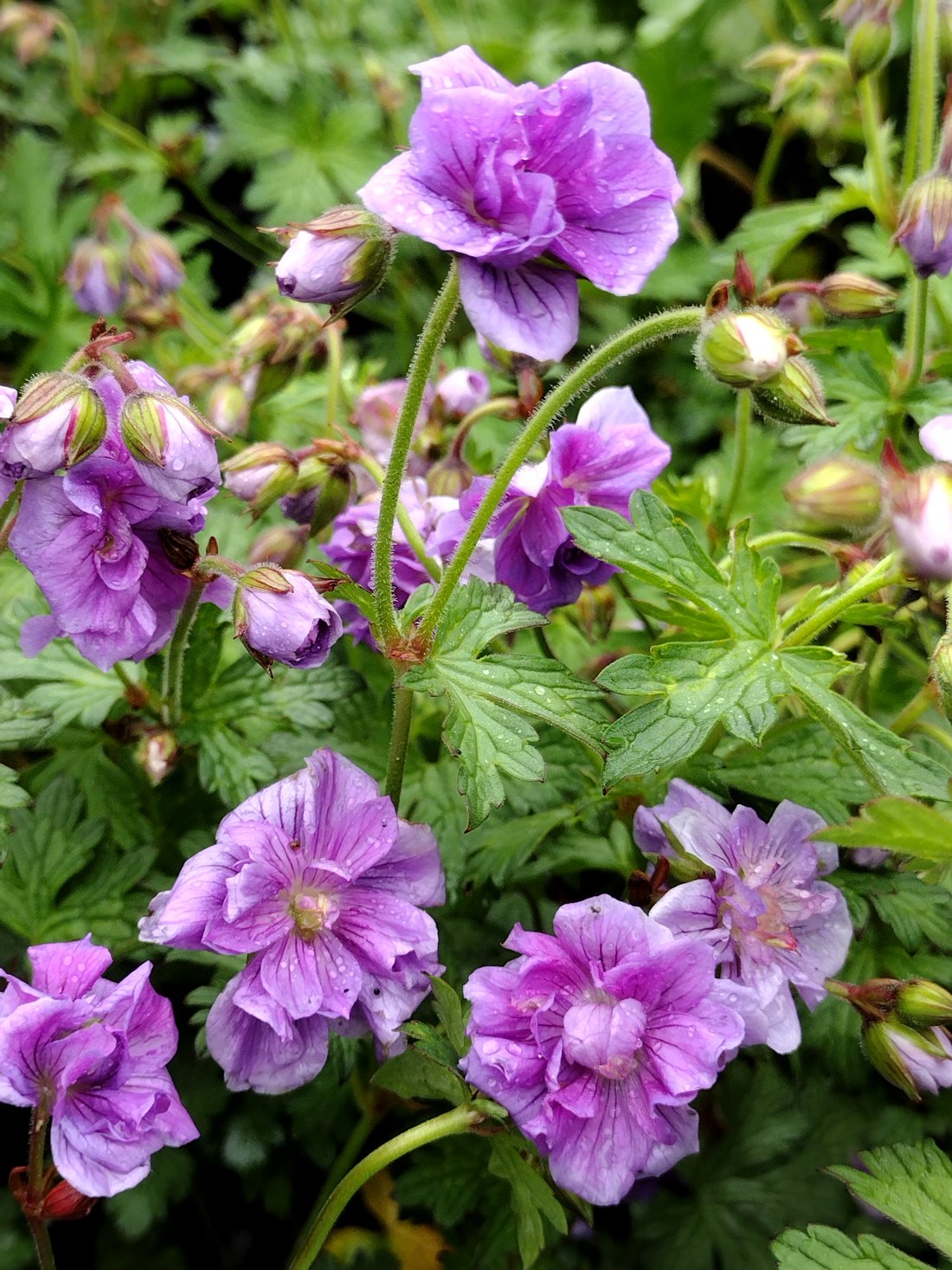 Geranium himalayense `Plenum`