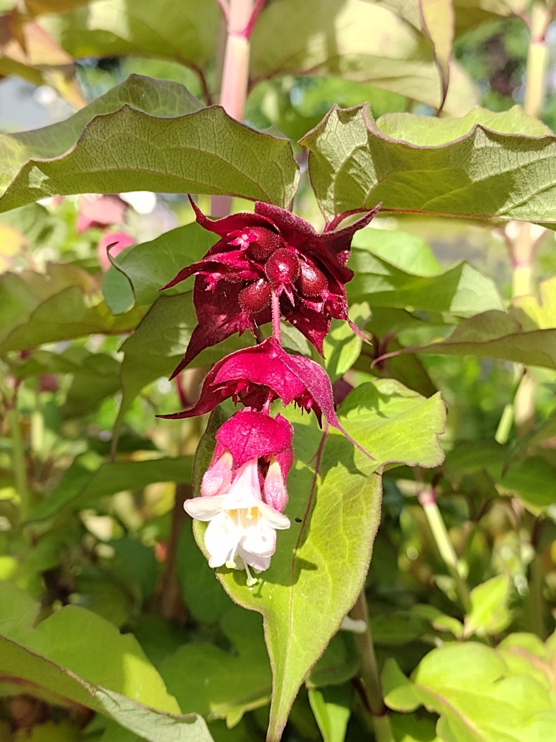 Leycesteria formosa 'Purple Rain'