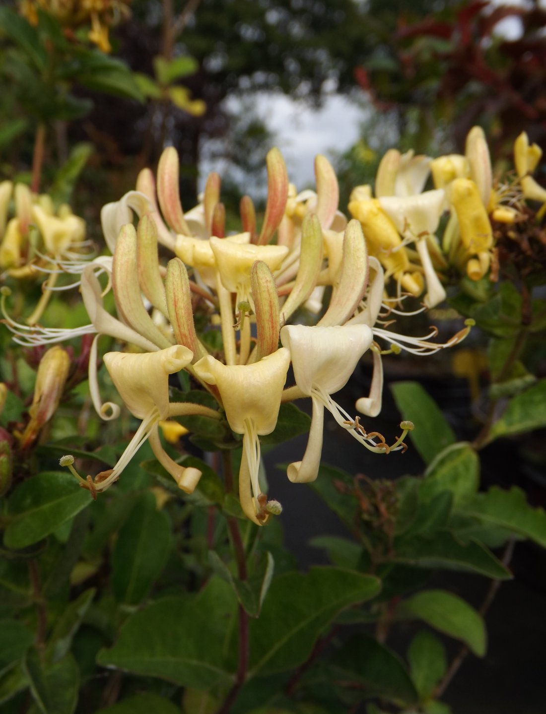 Lonicera 'Honey Baby'
