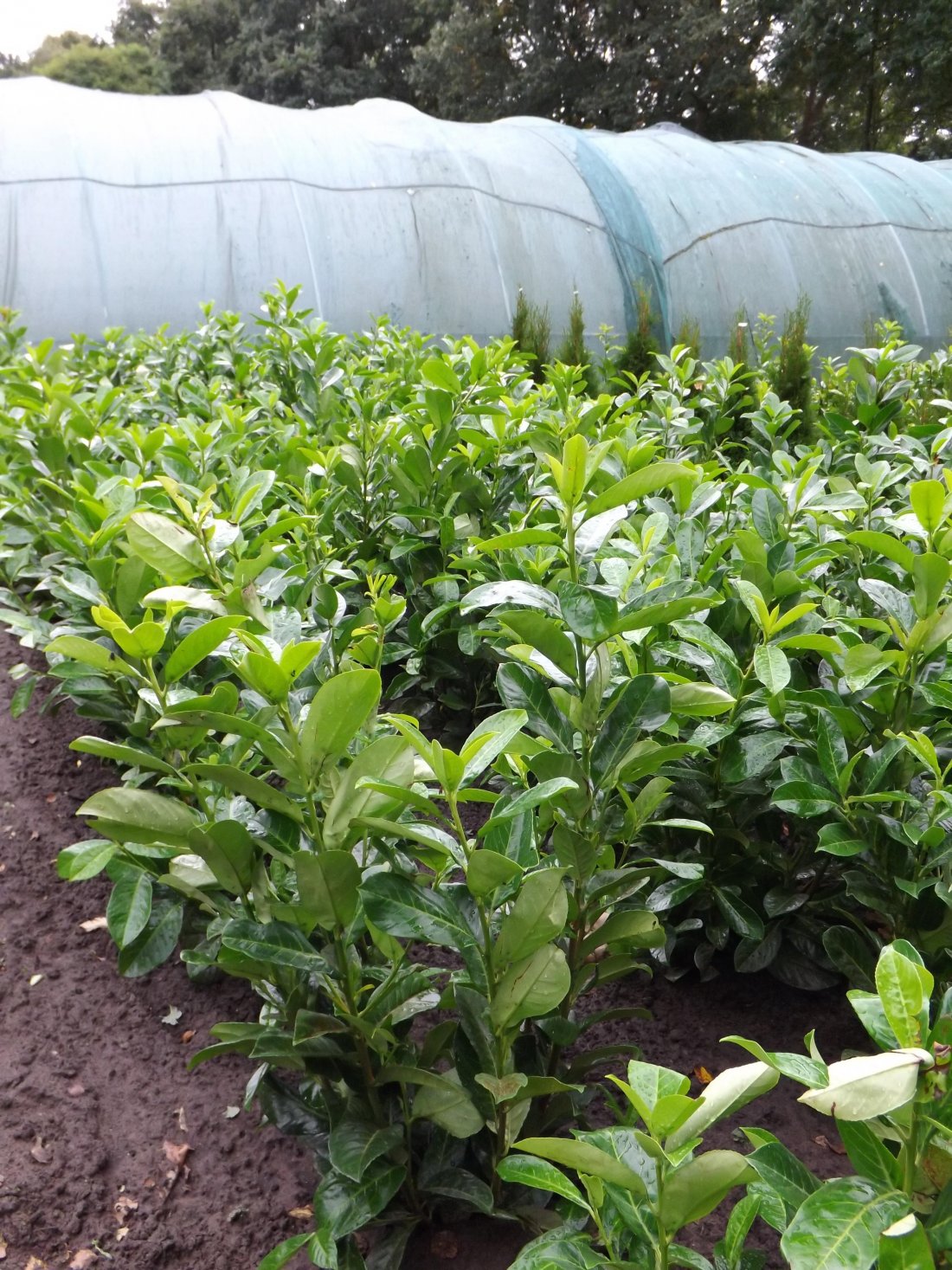 Prunus laur. 'Rotundifolia'