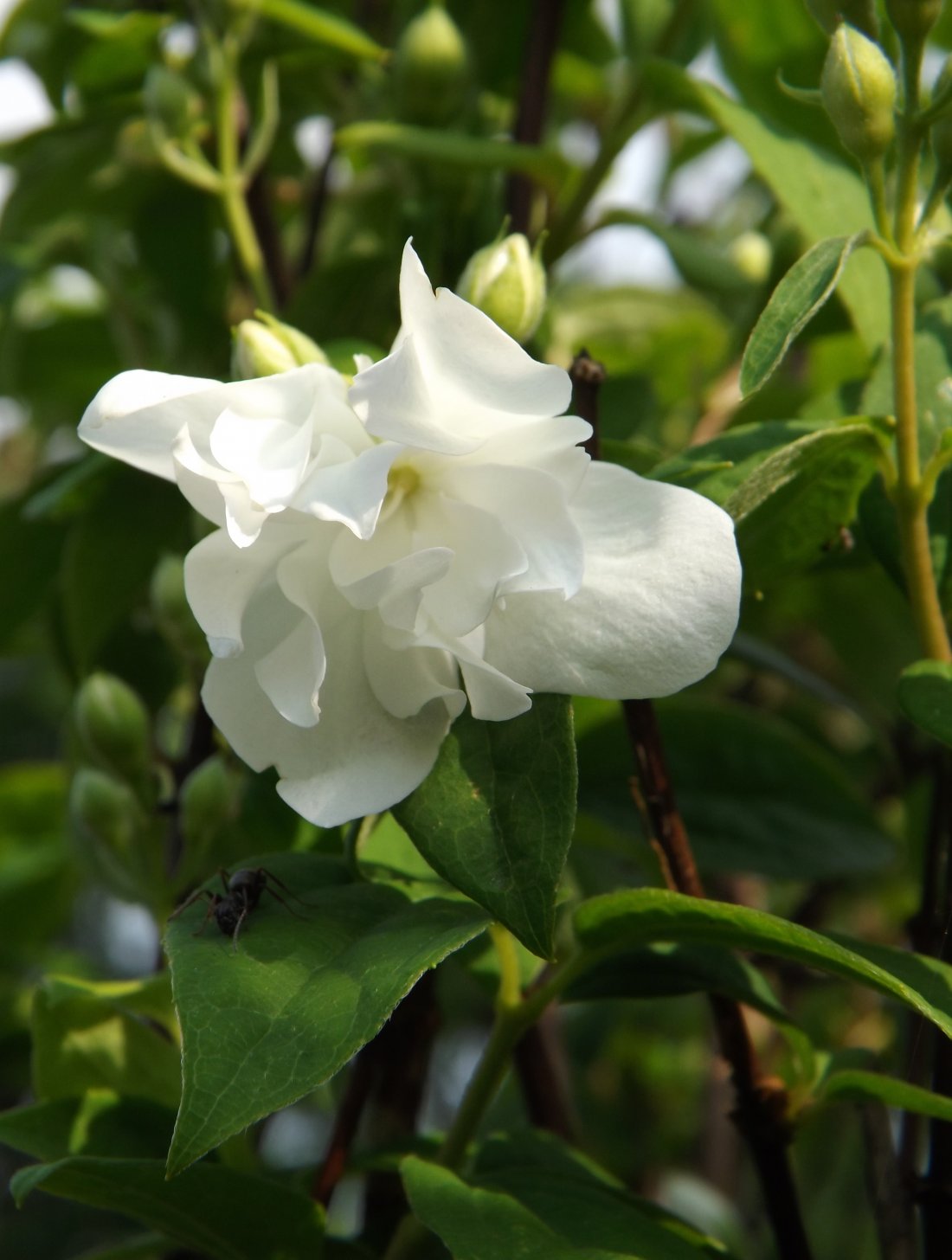 Philadelphus virginal