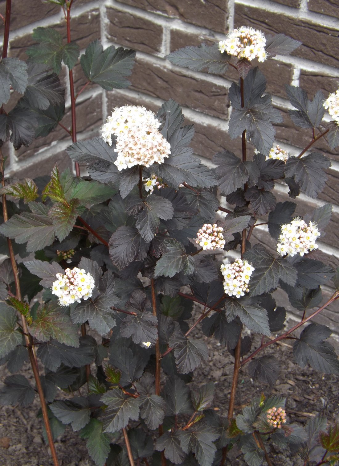 Physocarpus opul. 'Diabolo'