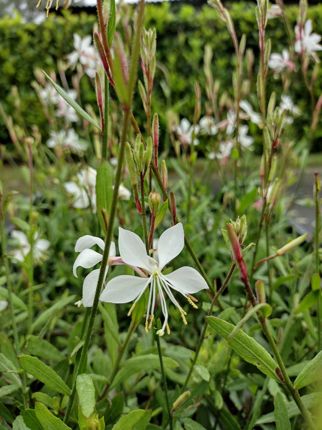 gaura lindh. 'whirling butterflies'
