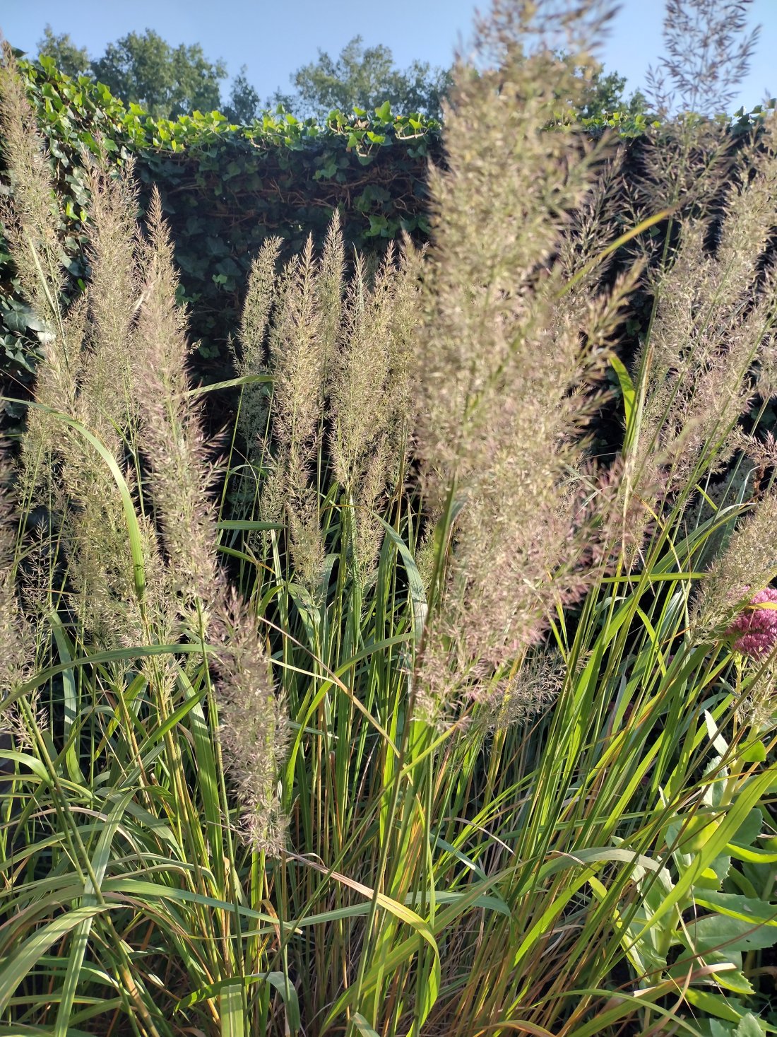 Calamagrostis brachytricha