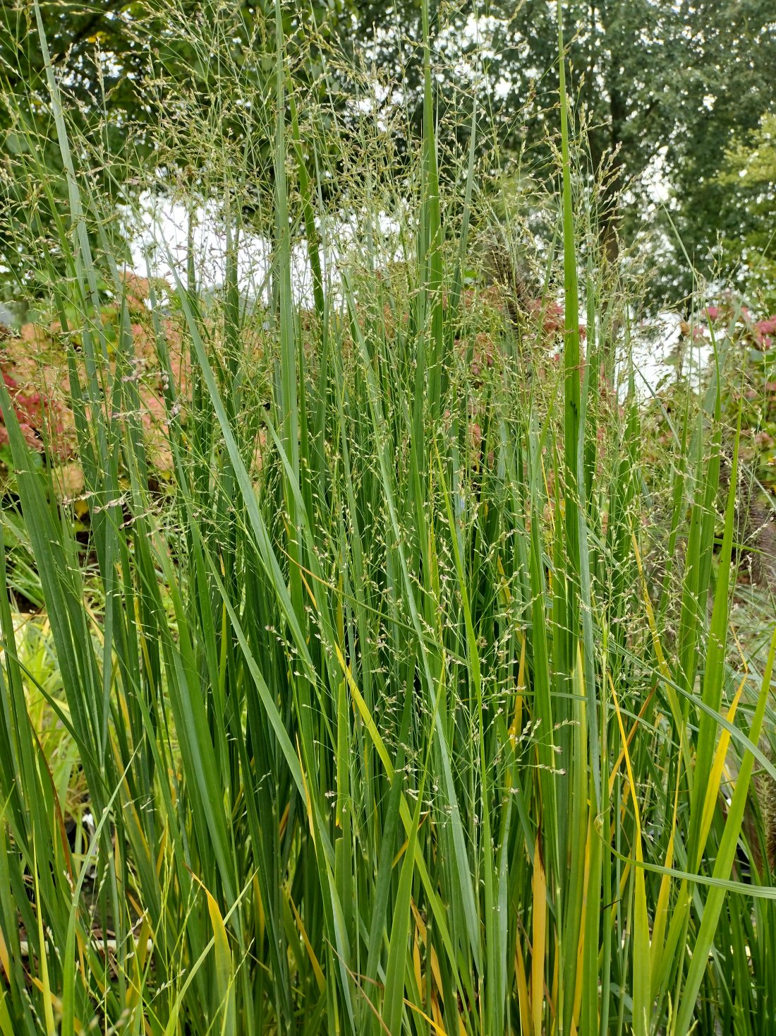 Panicum virgatum 