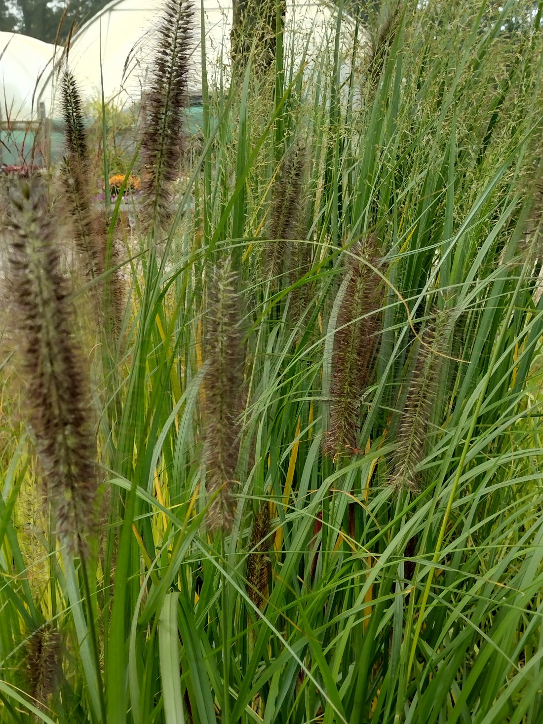 Pennisetum alopecuroides 
