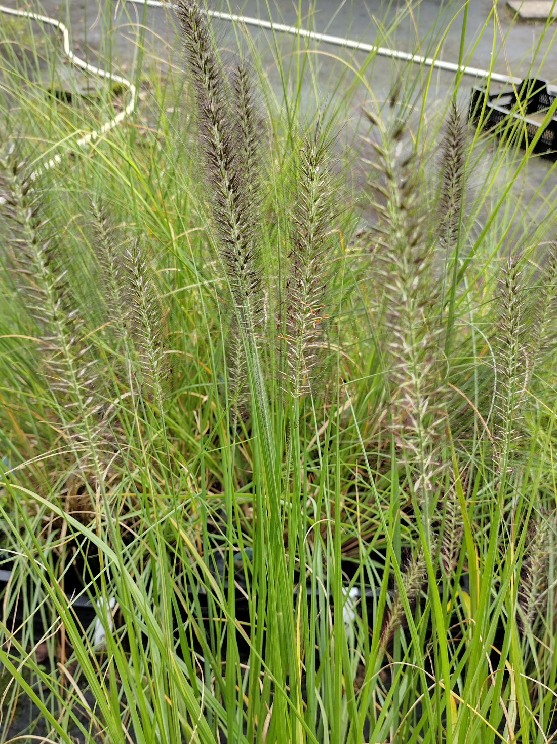 Pennisetum alopecuroides 