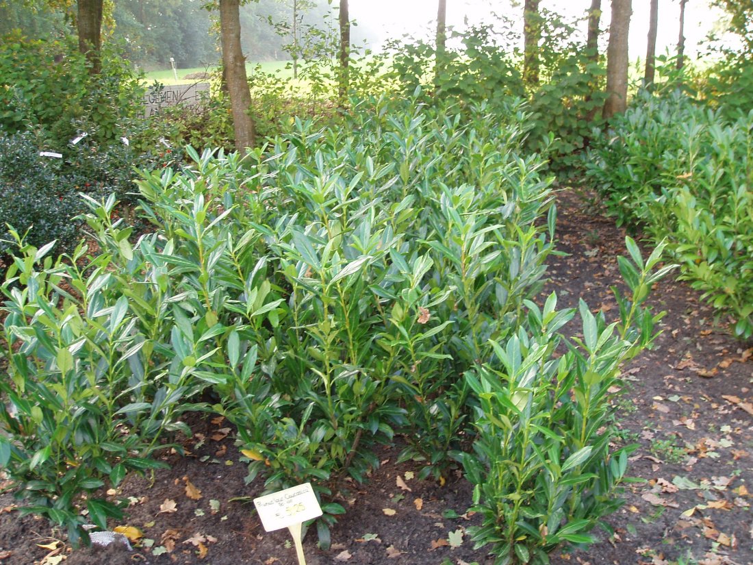 Prunus laur. 'Caucasica'