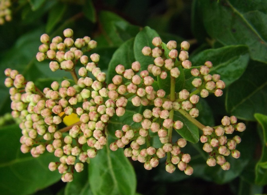 Viburnum tinus