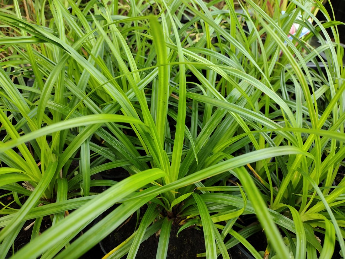 Carex morrowii ‘Irish Green’