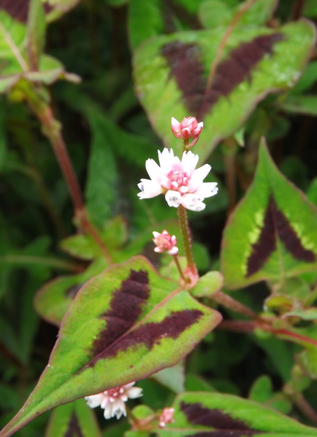Persicaria microcephala 'Purple Fantasy'