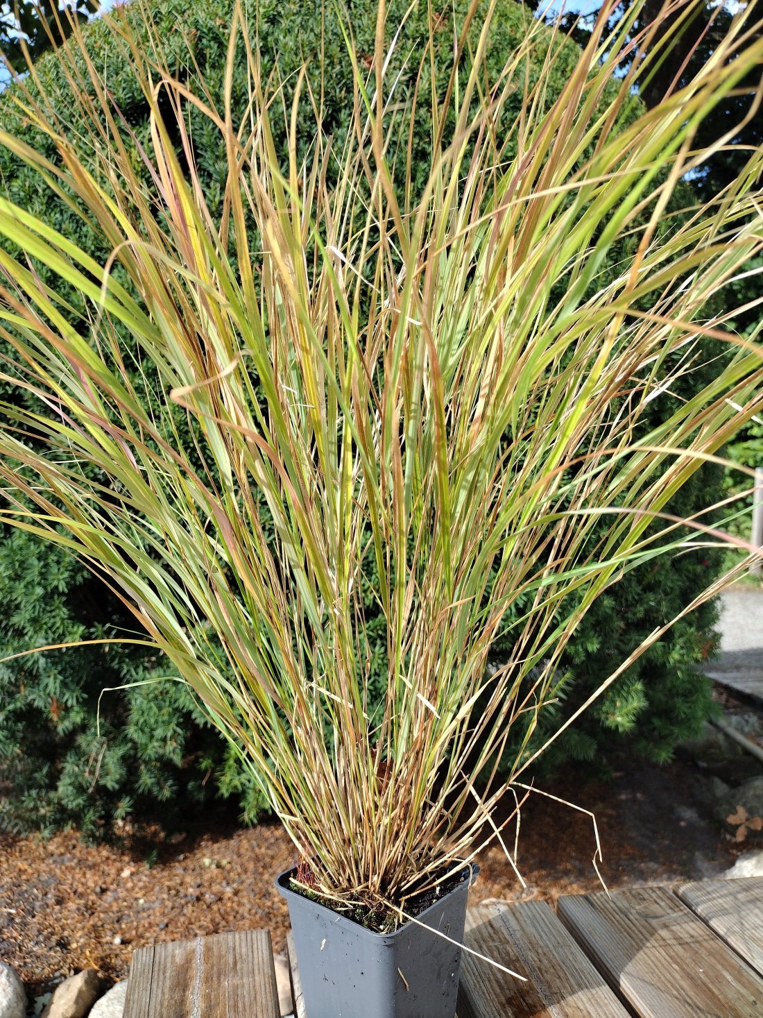 Anemanthele lessoniana 'Sirocco'