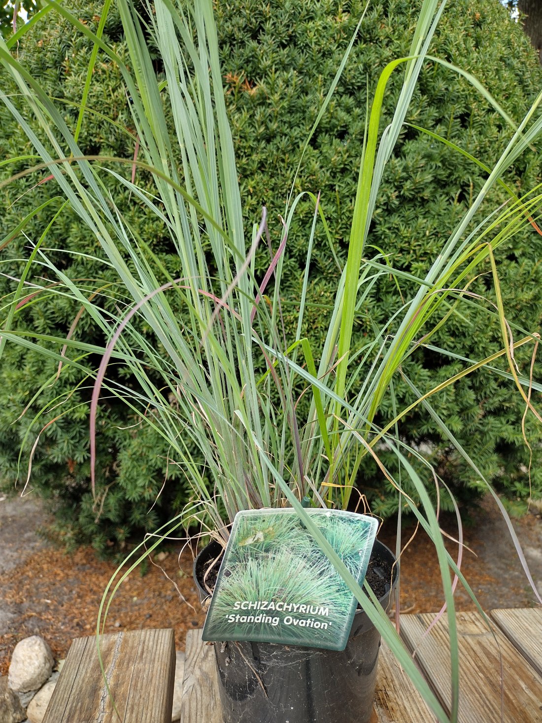 Schizachyrium scoparium 'Standing Ovation'