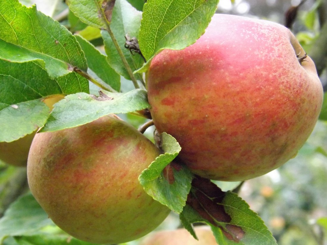 Malus domestica ´Elstar