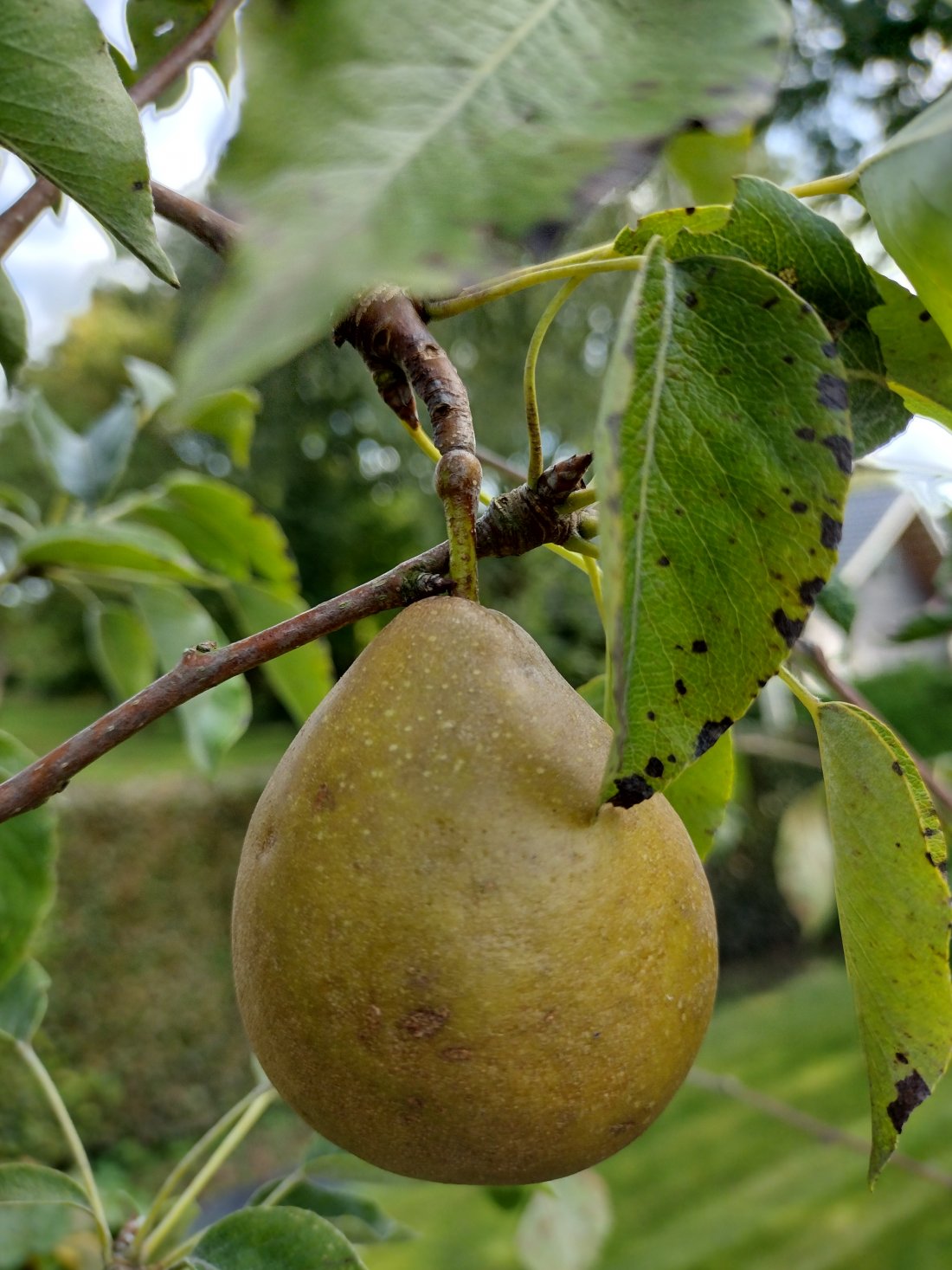 Pyrus communis ‘Gieser Wildeman’
