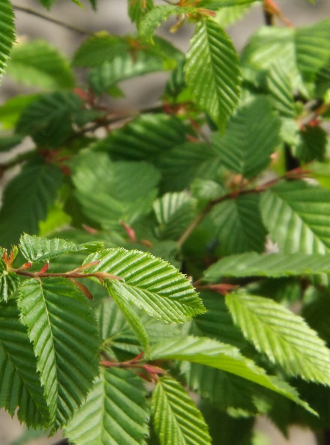 Gewone haagbeuk (Carpinus betulus)