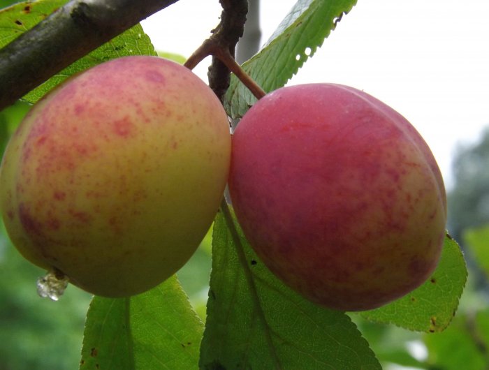 Prunus domestica ‘Queen Victoria’