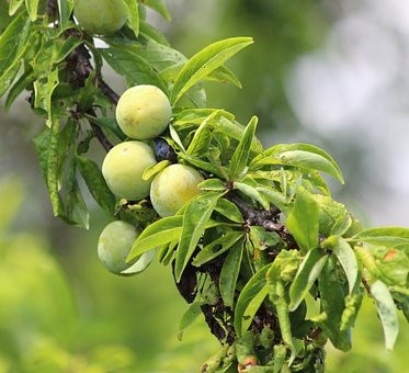 Prunus domestica ‘Reine Claude d’Oullins’