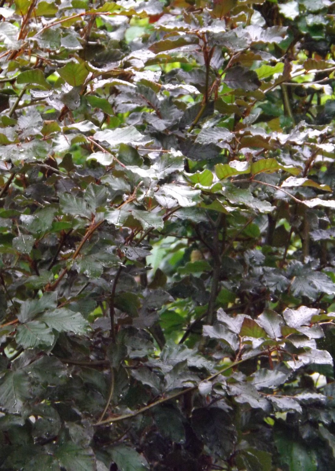 Beukhaag (Fagus sylv. 'Atropurpurea')