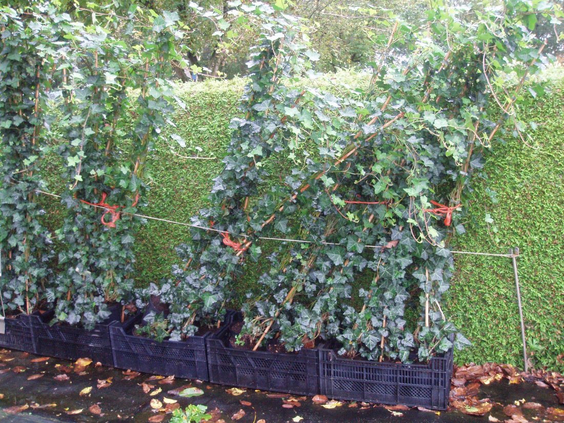 Hedera hibernica