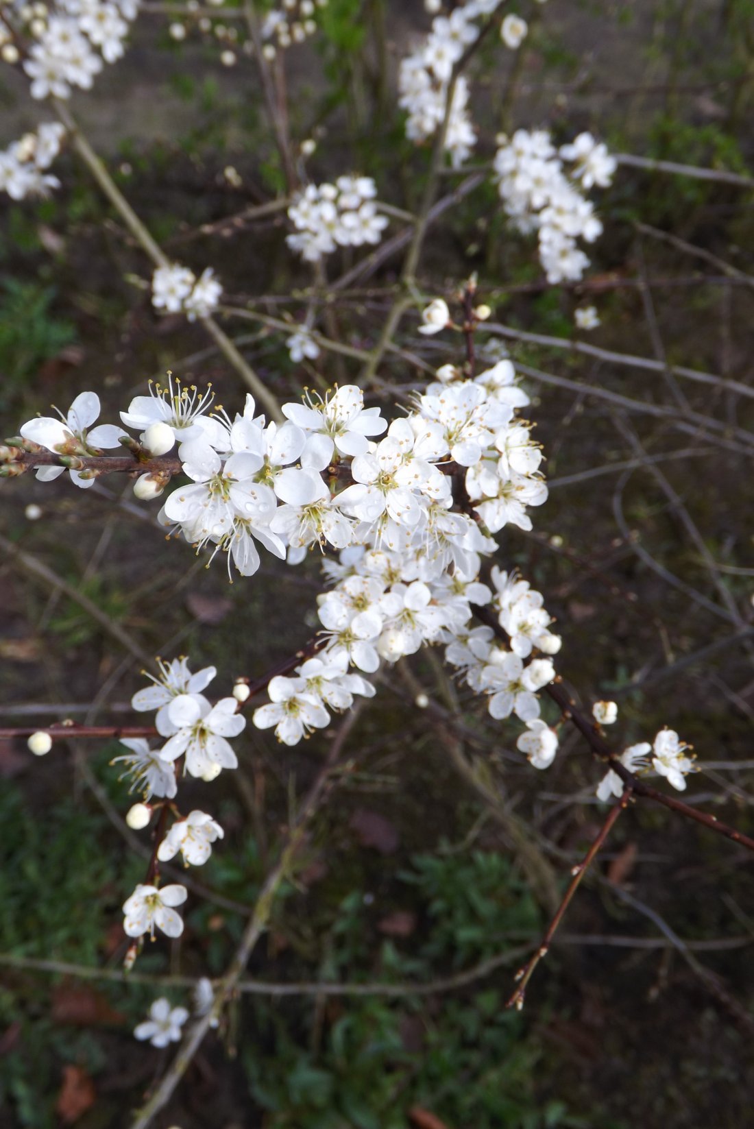 Sleedoorn (Prunus spinosa)