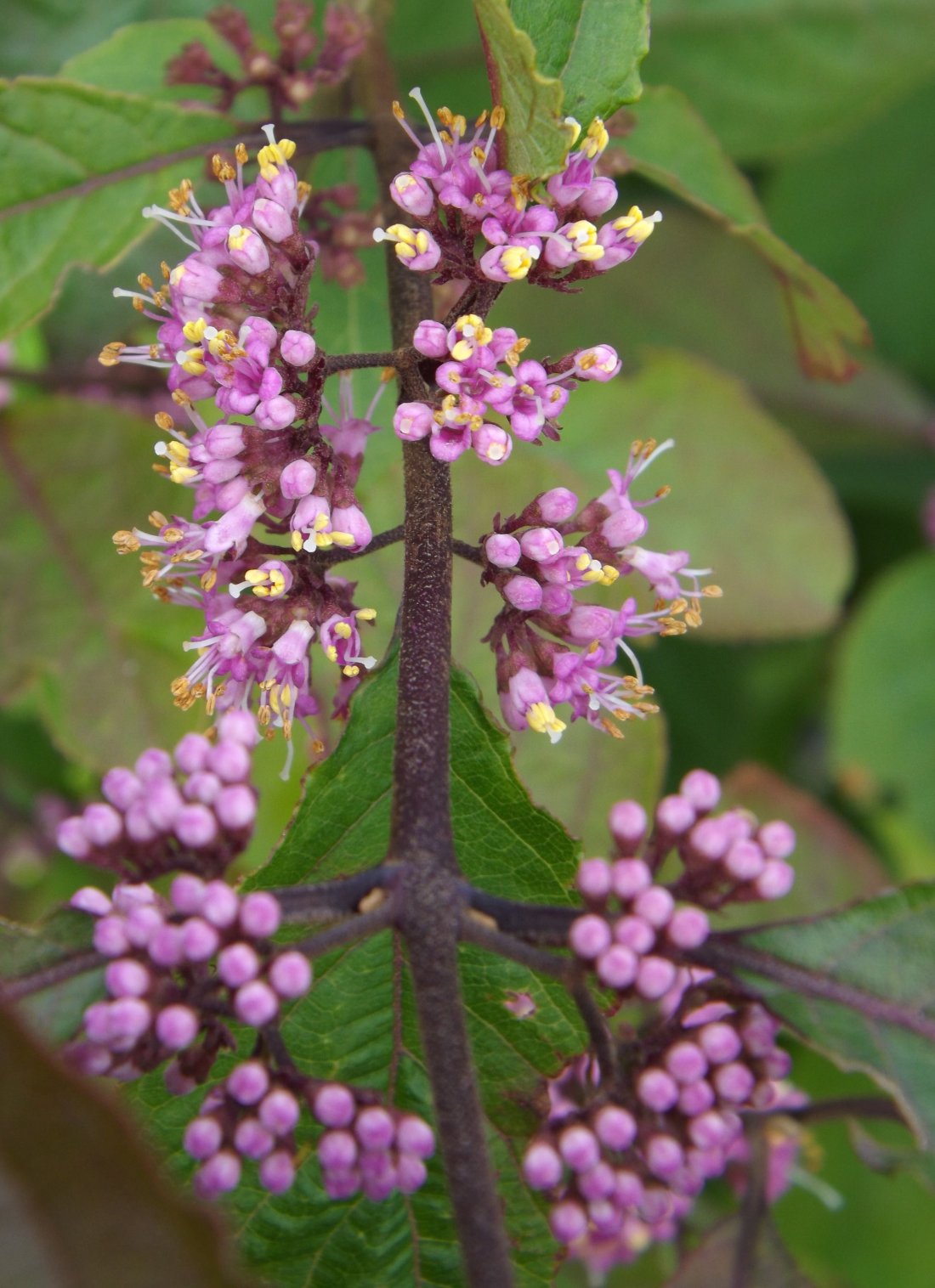 Callicarpa bodinieri 'Profusion'
