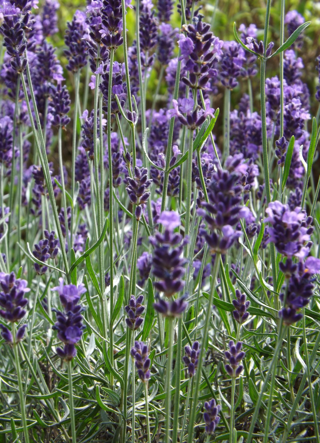 Lavandula angust. 'Hidcote', Lavendel