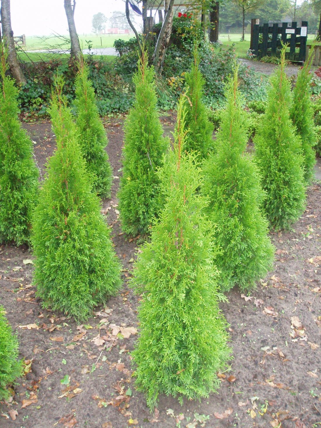 Thuja occ.'Smaragd'