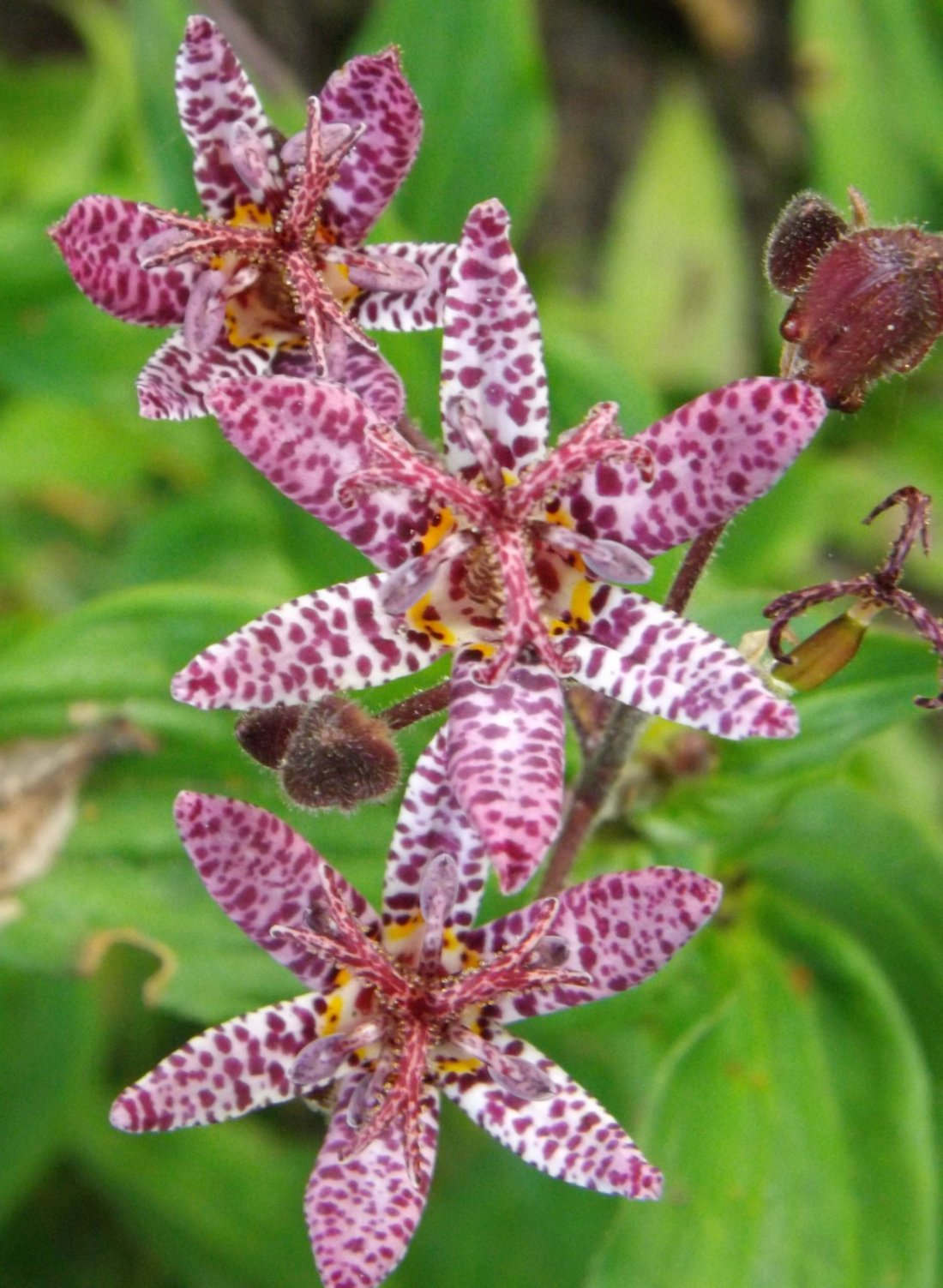Tricyrtis 'Dark Form', Paddenlelie