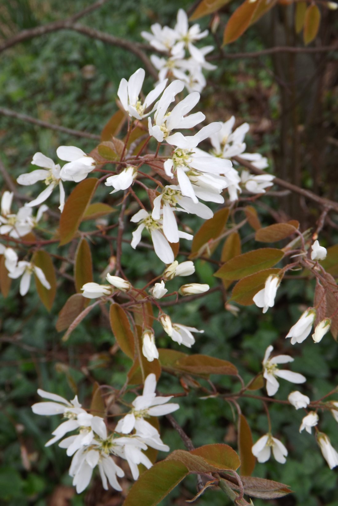 Krenteboom (Amelanchier)