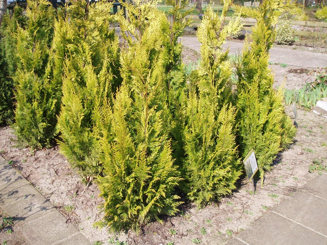 Chamaecyparis lawsoniana 'Ivonne'