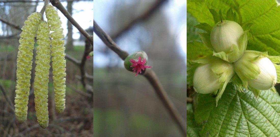 Hazelnoot (Corylus avellana)