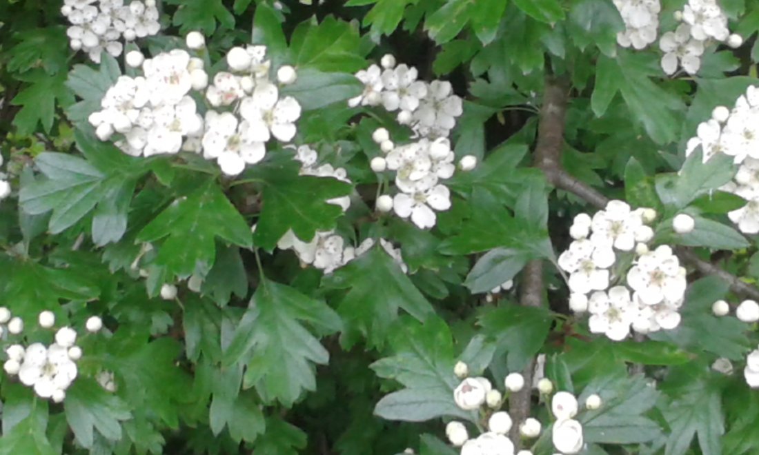 Meidoorn (Crataegus monogyna)