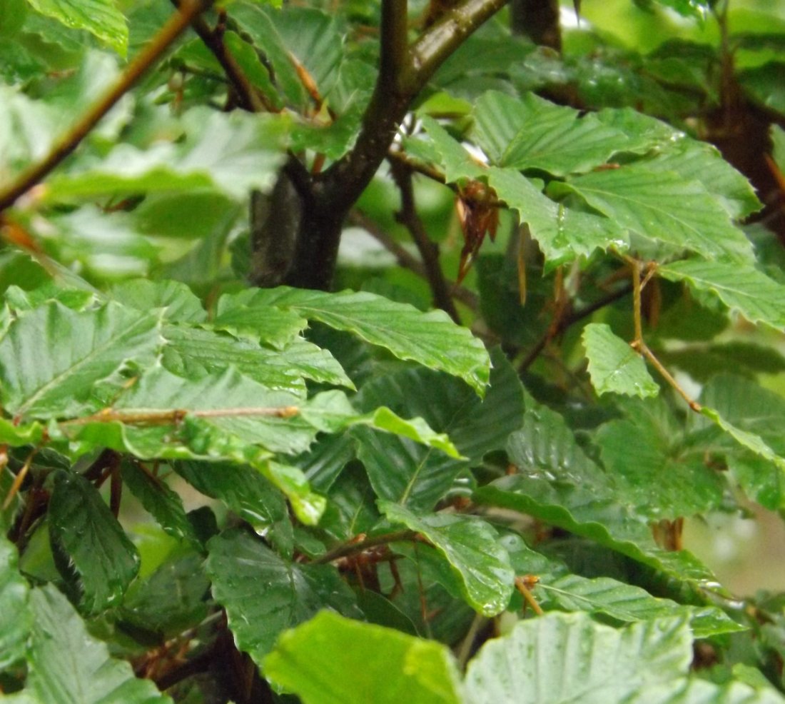 Beukhaag (Fagus sylvatica)