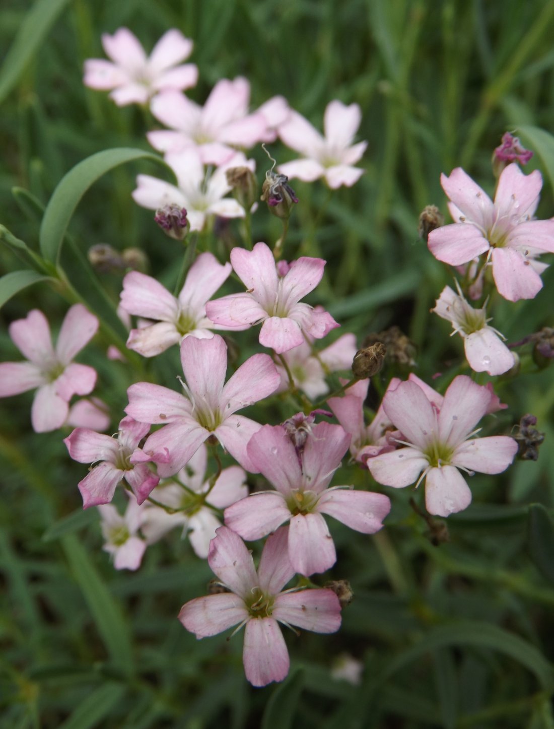 Gypsophila hybr. 'Rosenschleier'