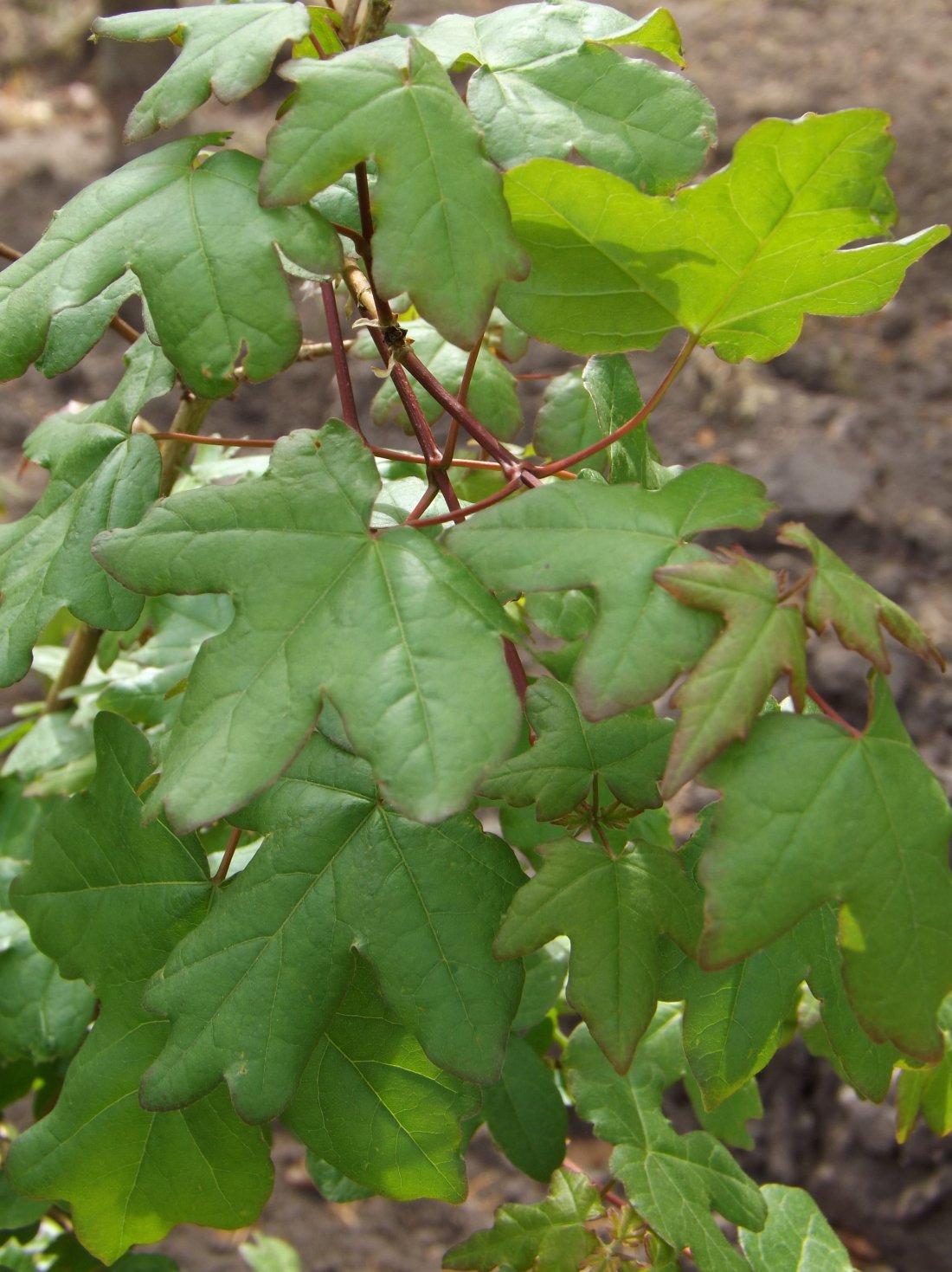 Veldesdoorn (Acer campestre)