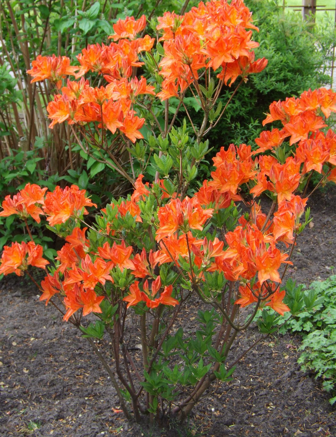 Azalea mollis