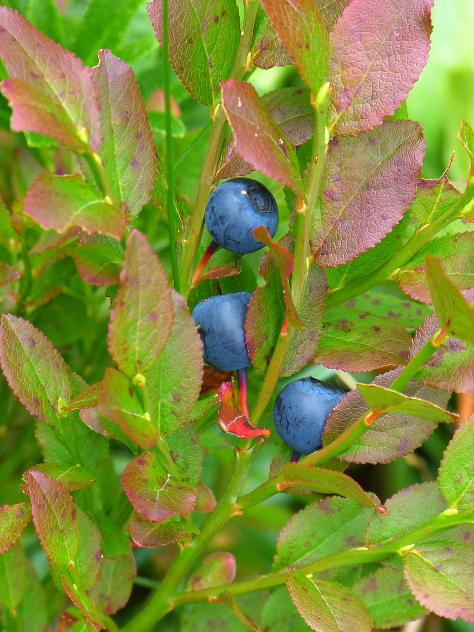 Vaccinium