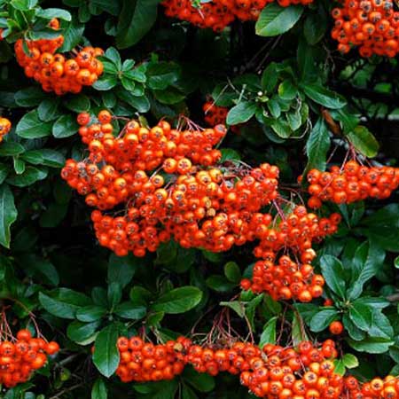 Pyracantha 'Orange Glow'