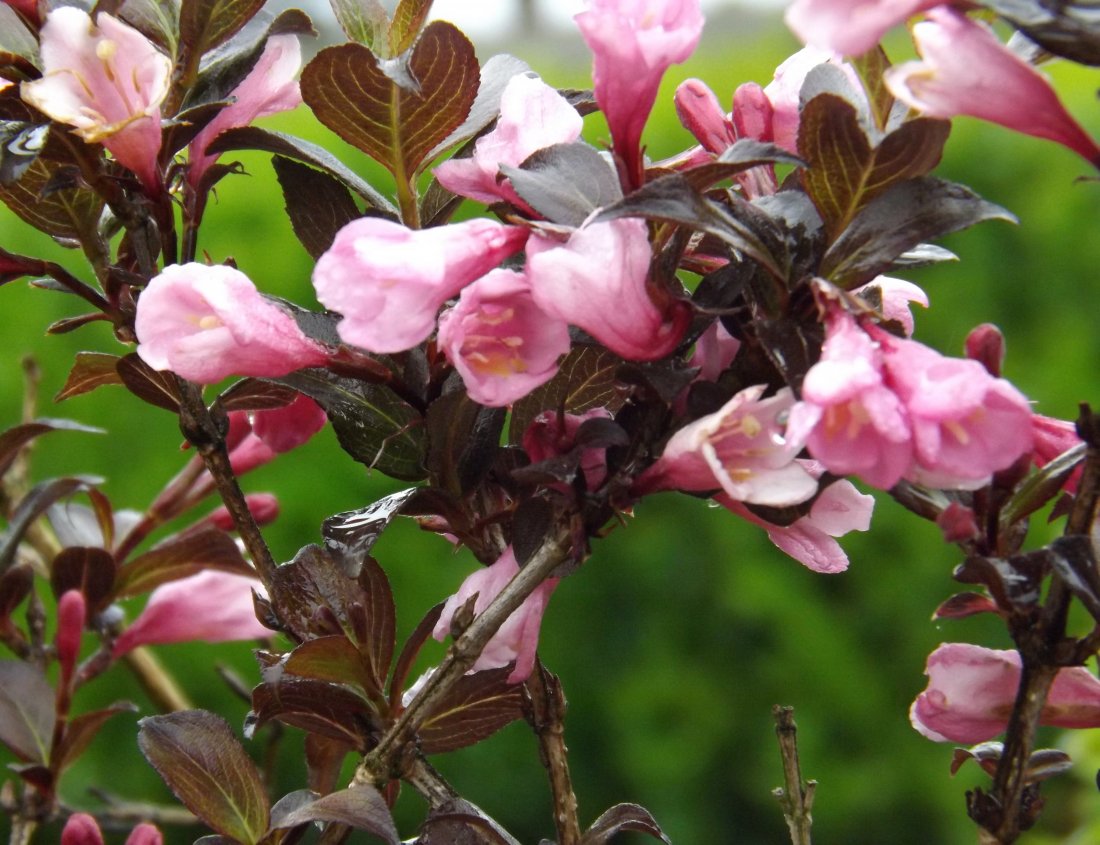 Weigela florida 'Purpurea'