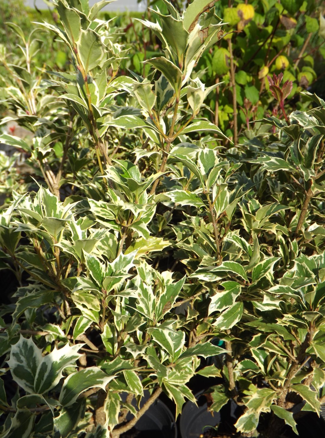 Osmanthus het. 'Goshiki'