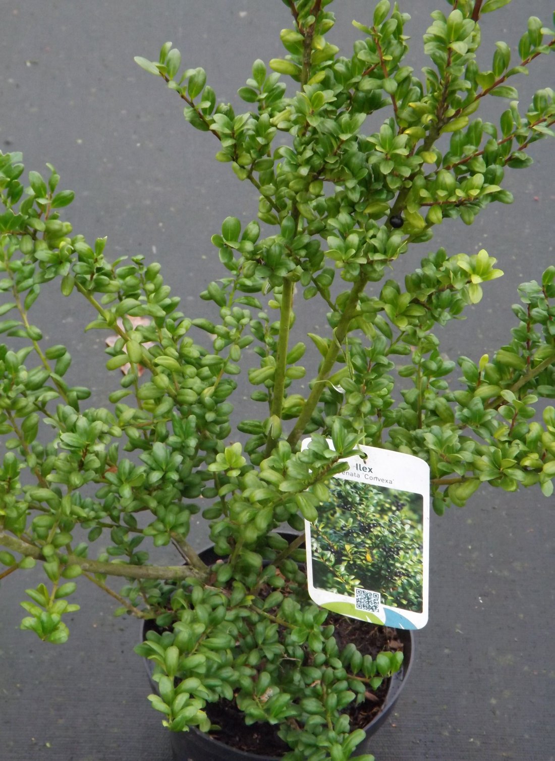 Ilex cren. 'Convexa'