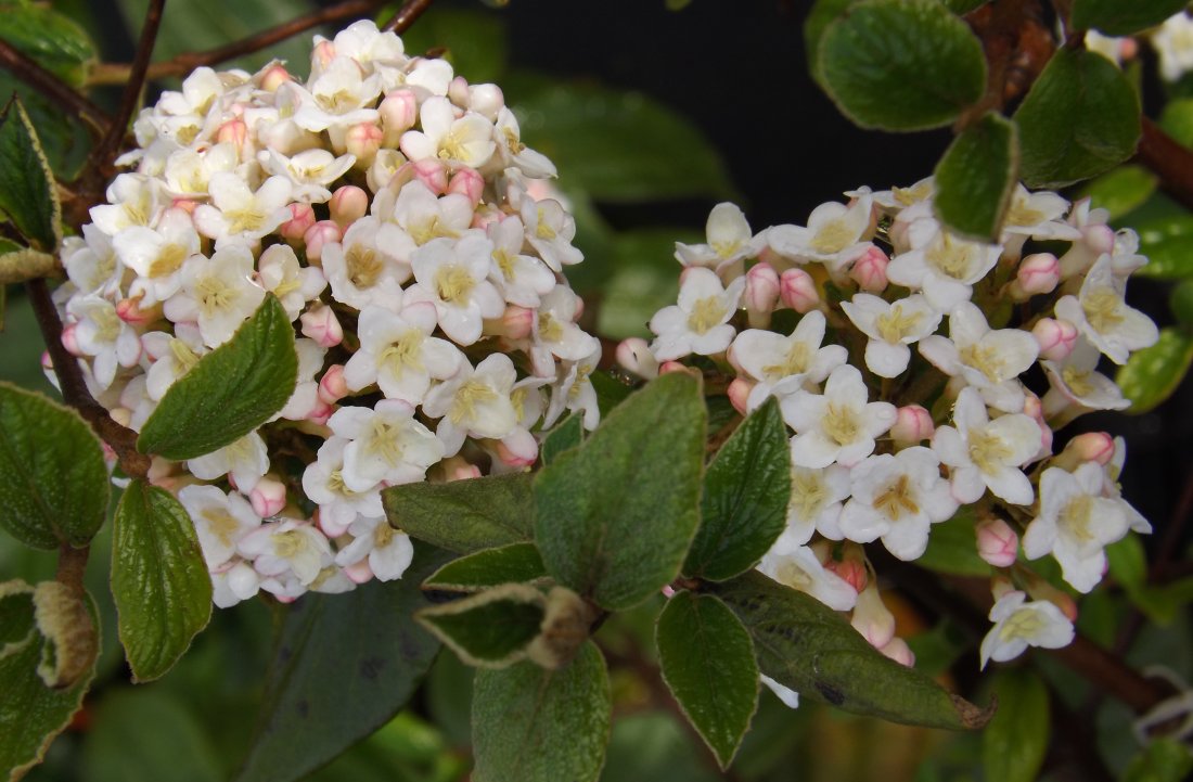 Viburnum x burkwoodii 'Mohawk'