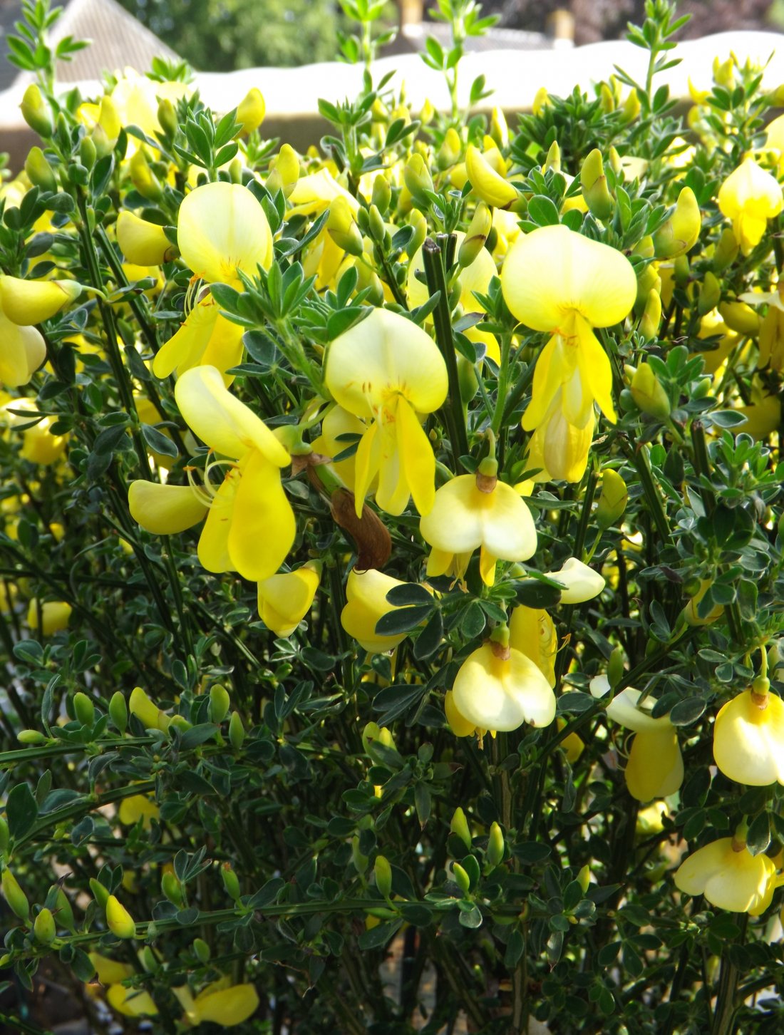 Cytisus x praecox 'Allgold'