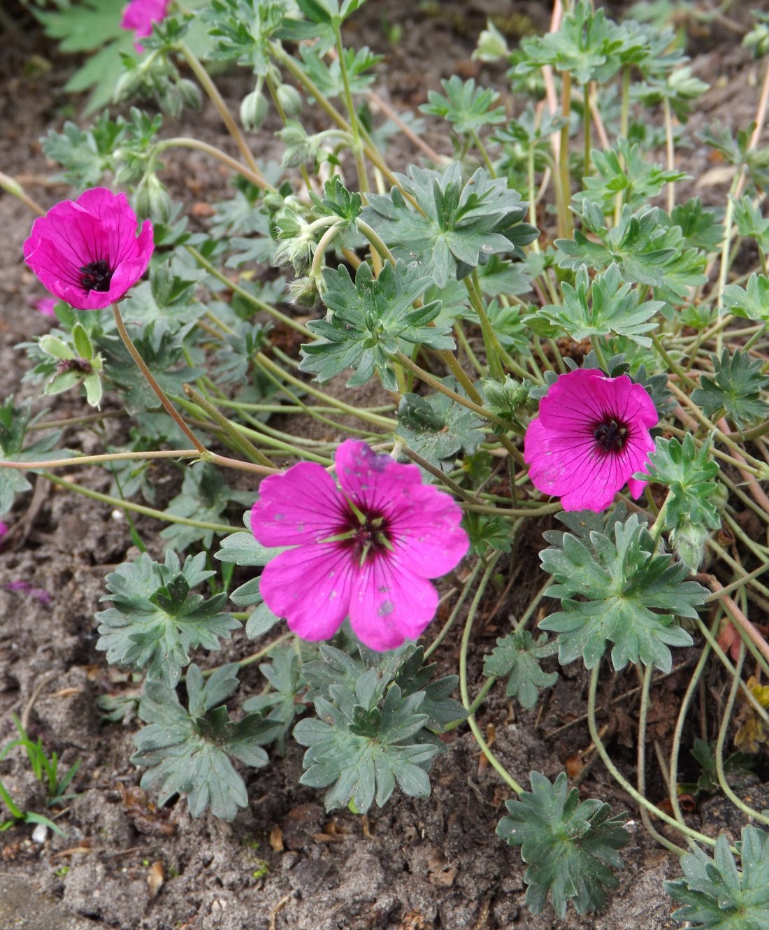 Geranium cin.var. subcaulescens