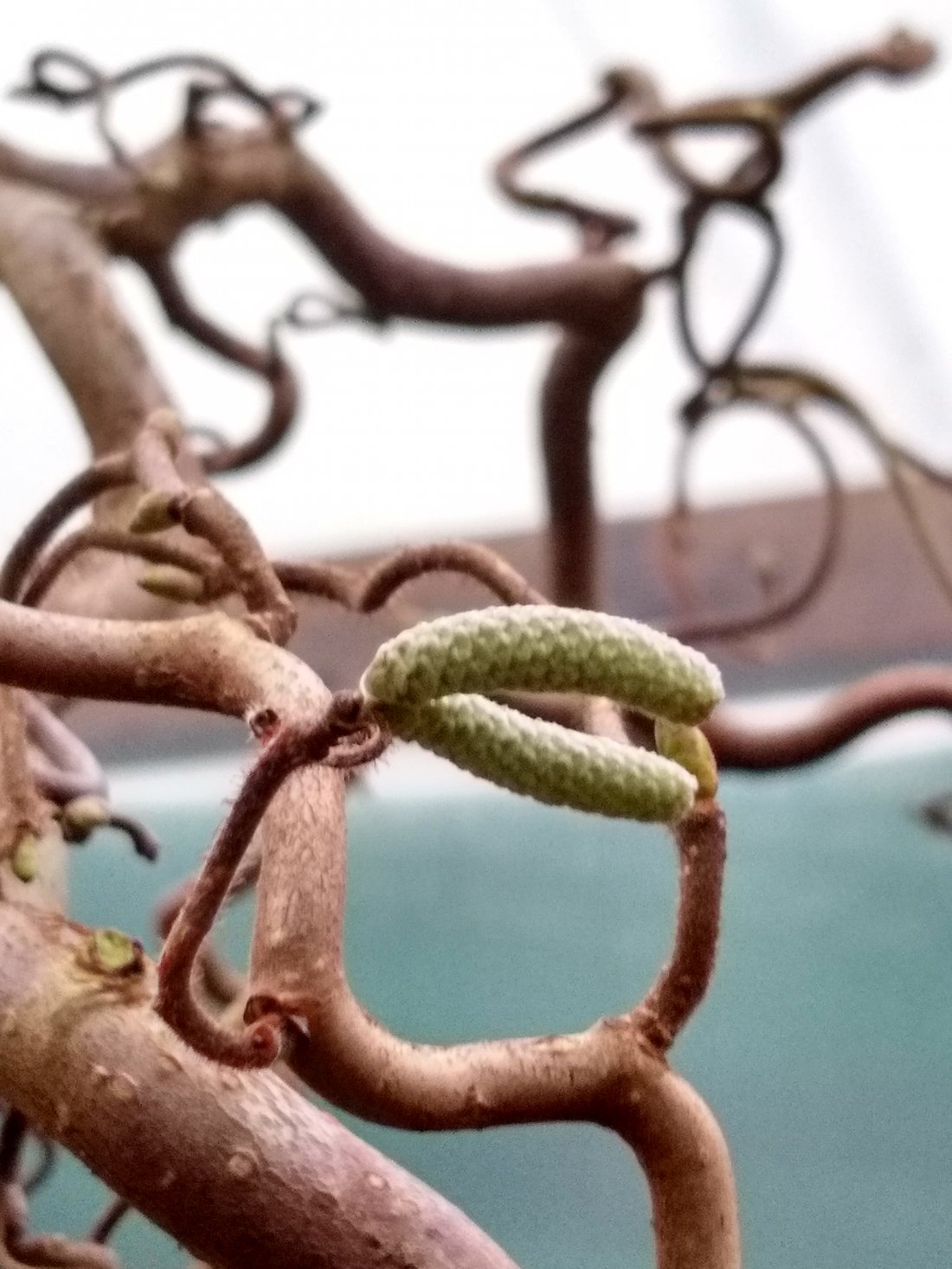 Corylus avellana 'Contorta'