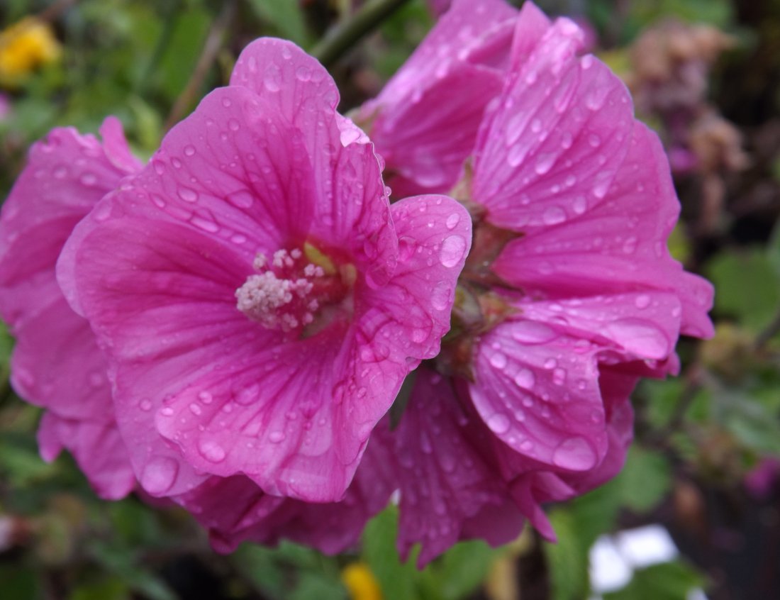 Lavatera 'Bredon Springs'