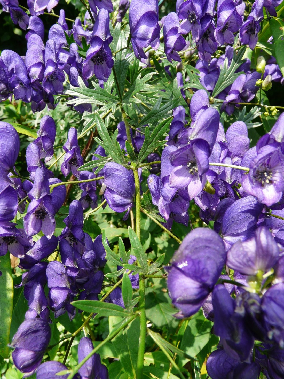 Aconitum henryi 'Spark's Variety'