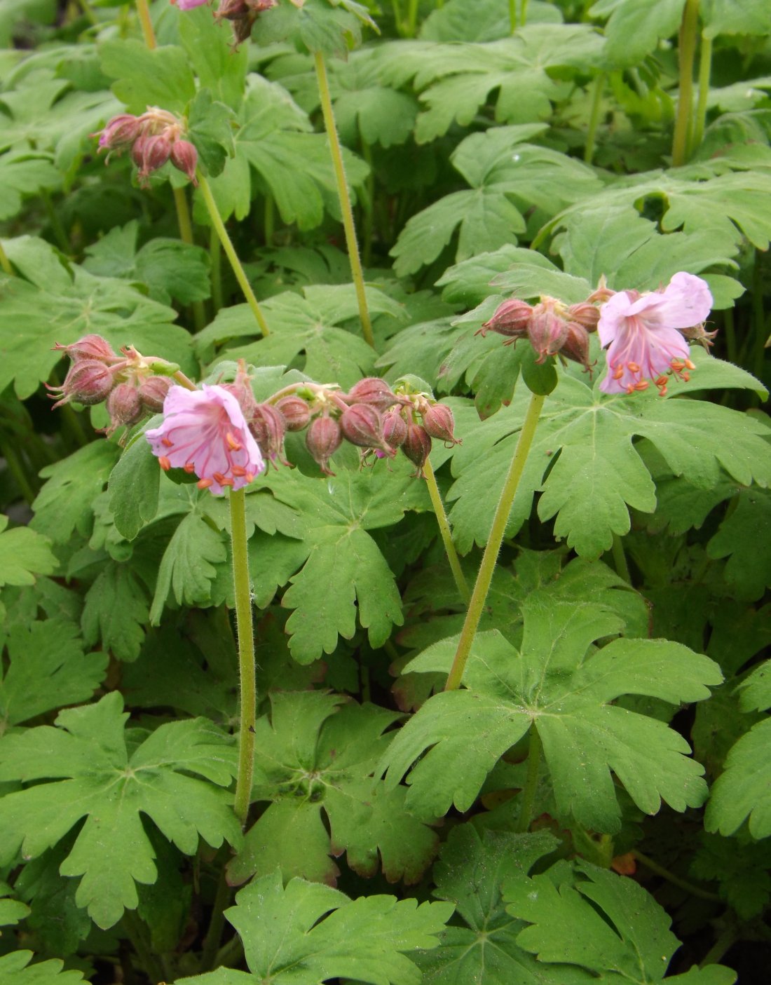 Geranium macr 'Ingwersen's Variety'
